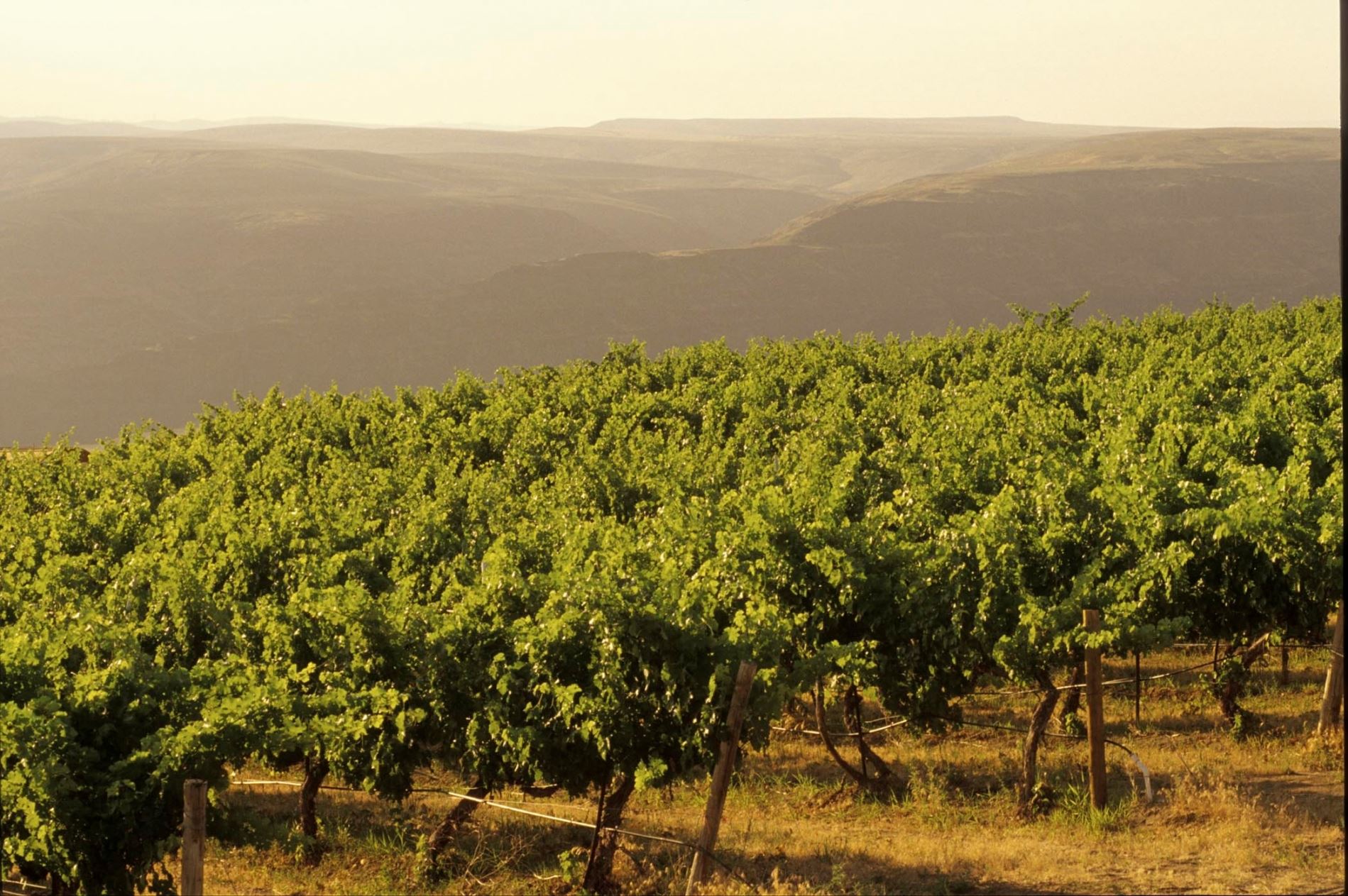 Vineyard