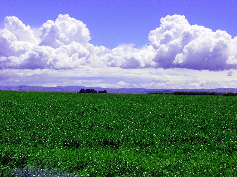 Green fields with fluffy white clouds in the sky
